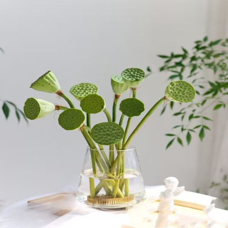 Fresh-cut-lotus - Image 14