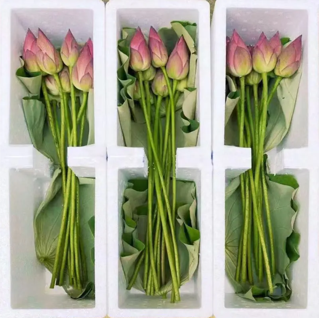 Fresh-cut-lotus - Image 17