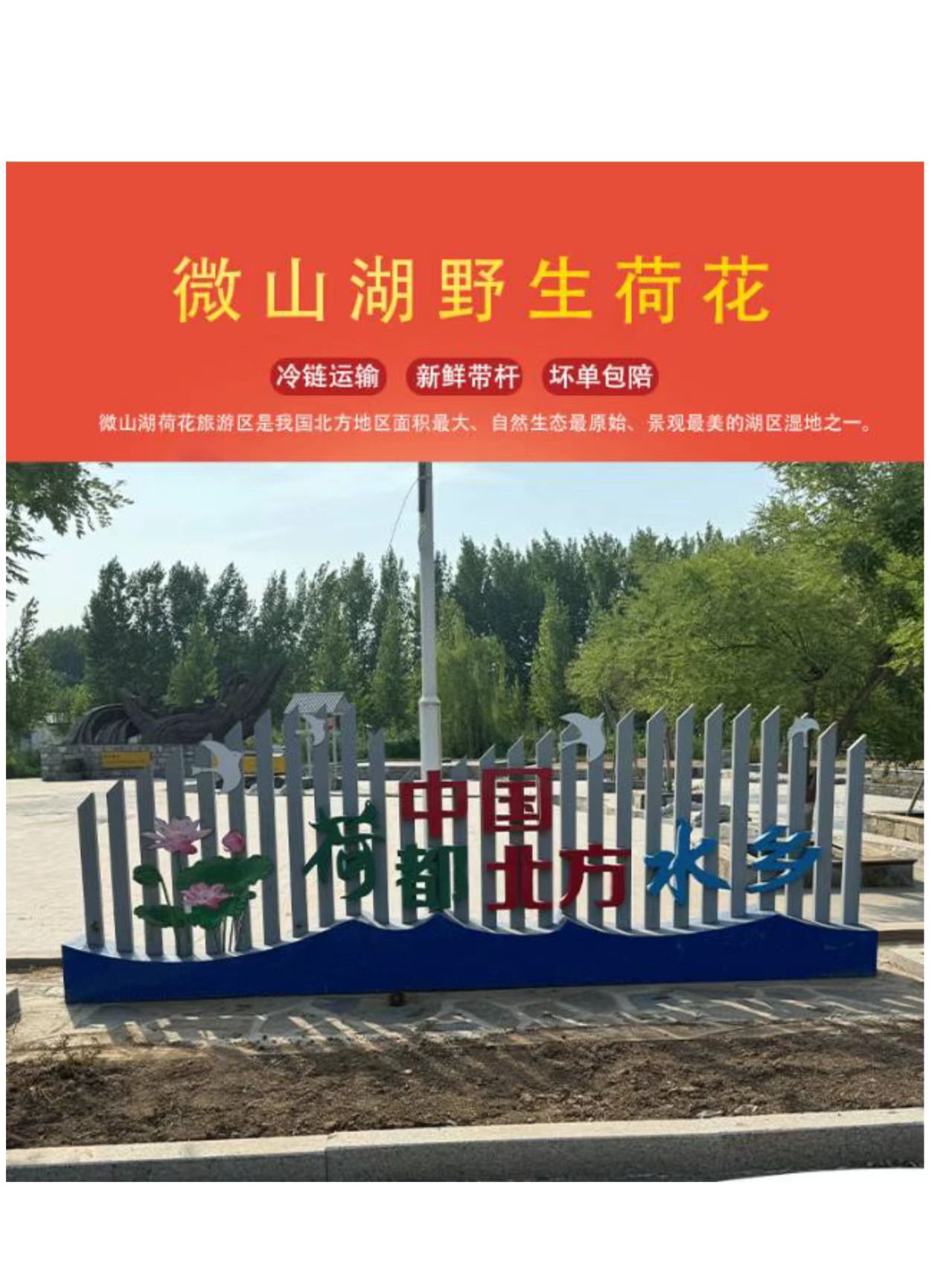 Fresh-cut-lotus - Image 12