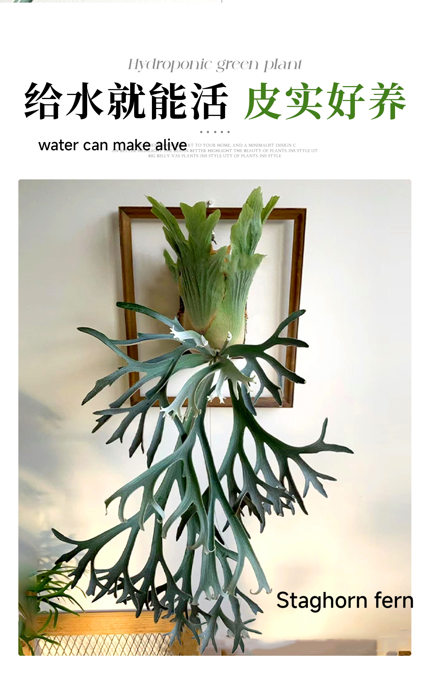 Staghorn fern Staghorn fern