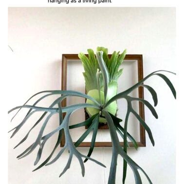 Staghorn fern