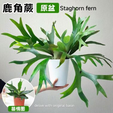 Staghorn fern